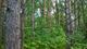 Уютный земельный участок 25 соток ИЖС на лесной опушке под Псковом